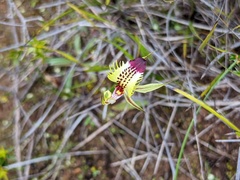 Caladenia stricta