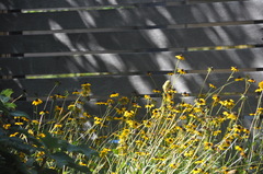 Spinus tristis