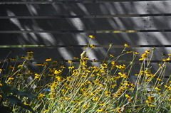 Spinus tristis