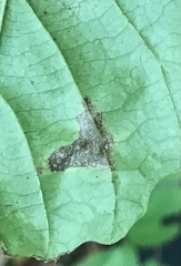 Caloptilia superbifrontella