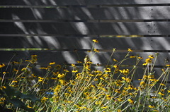 Spinus tristis