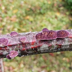 Trichaptum subchartaceum