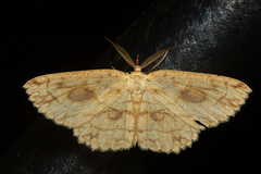 Cyclophora heydena
