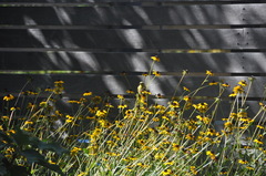 Spinus tristis