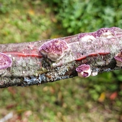 Trichaptum subchartaceum