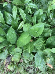 Syngonium podophyllum