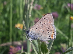 Lycaena hippothoe