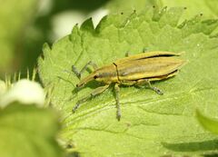 Lixus iridis