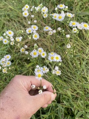 Erigeron annuus