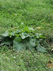Cucurbita