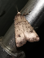 Agrotis trux