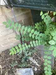 Robinia pseudoacacia