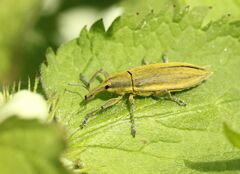 Lixus iridis
