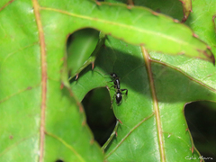 Camponotus sexguttatus