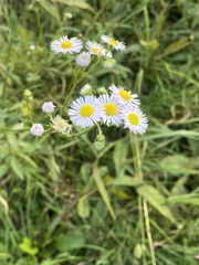Erigeron annuus