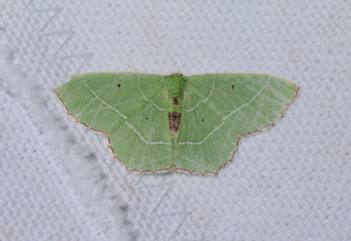 Red-patched Emerald photo 5