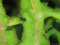 Camponotus sexguttatus