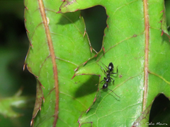 Camponotus sexguttatus