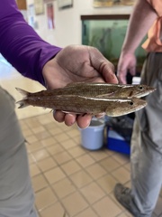Aulopiformes