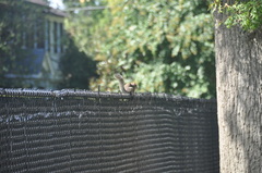 Sciurus carolinensis