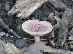 Lactarius quietus