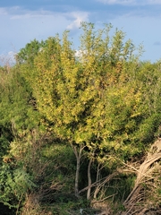 Fraxinus berlandieriana
