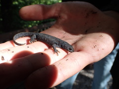 Ichthyosaura alpestris