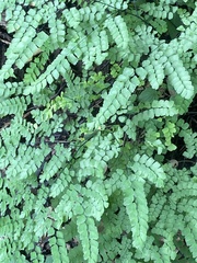 Adiantum amplum image