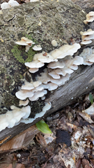 Gloeoporus dichrous