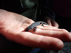 Ichthyosaura alpestris