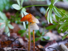 Mycena crocata