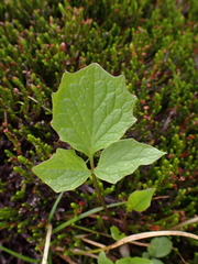 Valeriana sitchensis