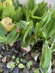 Convallaria