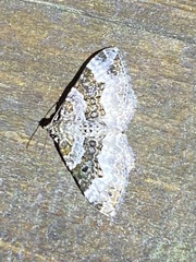 Epirrhoe alternata
