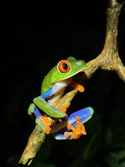 Agalychnis callidryas