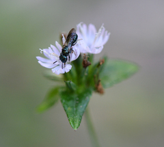 Ceratina