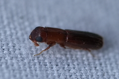 Euplatypus compositus