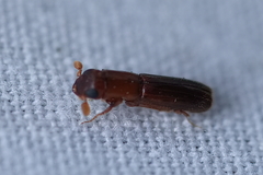 Euplatypus compositus