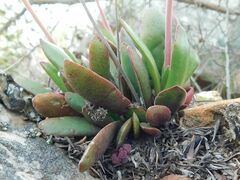 Crassula nudicaulis