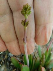 Crassula nudicaulis