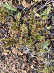 Empetrum rubrum