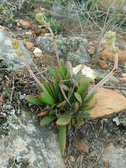 Crassula nudicaulis