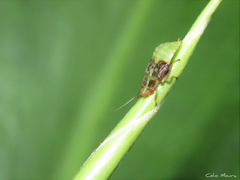 Iassinae