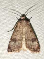 Agrotis trux