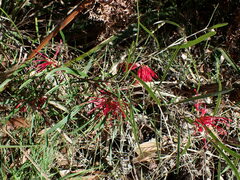 Grevillea oleoides
