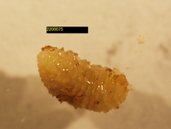 Torymidae