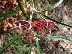 Grevillea oleoides
