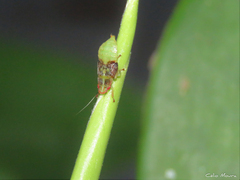 Iassinae