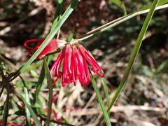 Grevillea oleoides