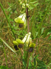 Vicia melanops